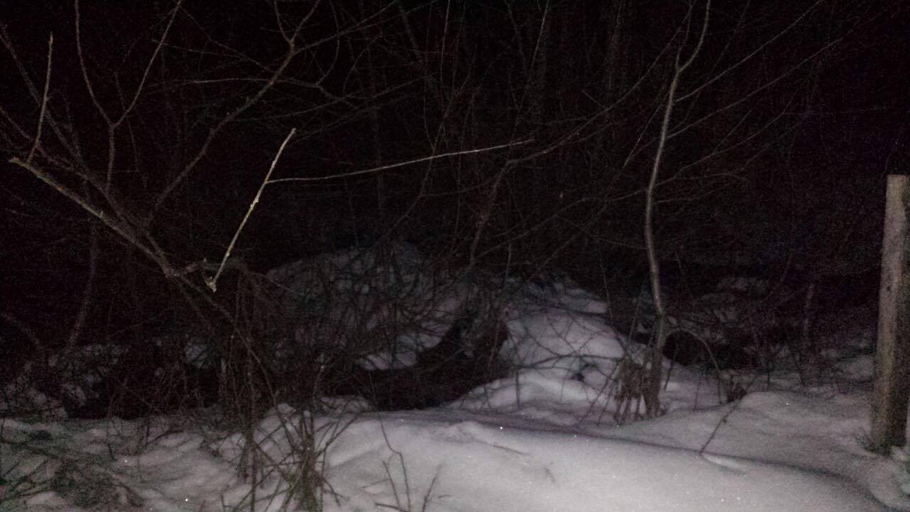 бракон